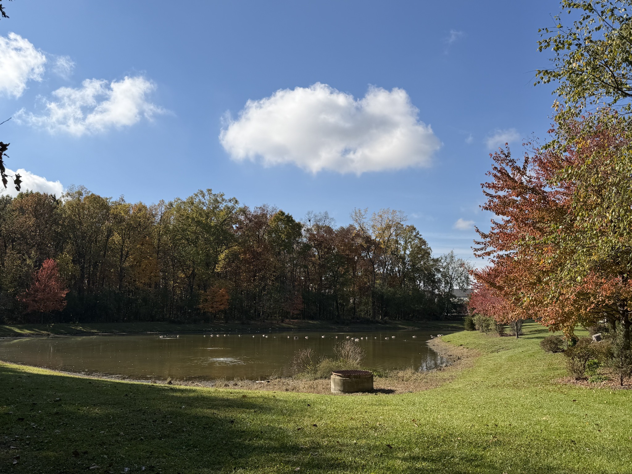 Autumn trees and sunlit grass surrounding the neighborhood pond beneath a blue sky.